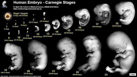 General Embryology