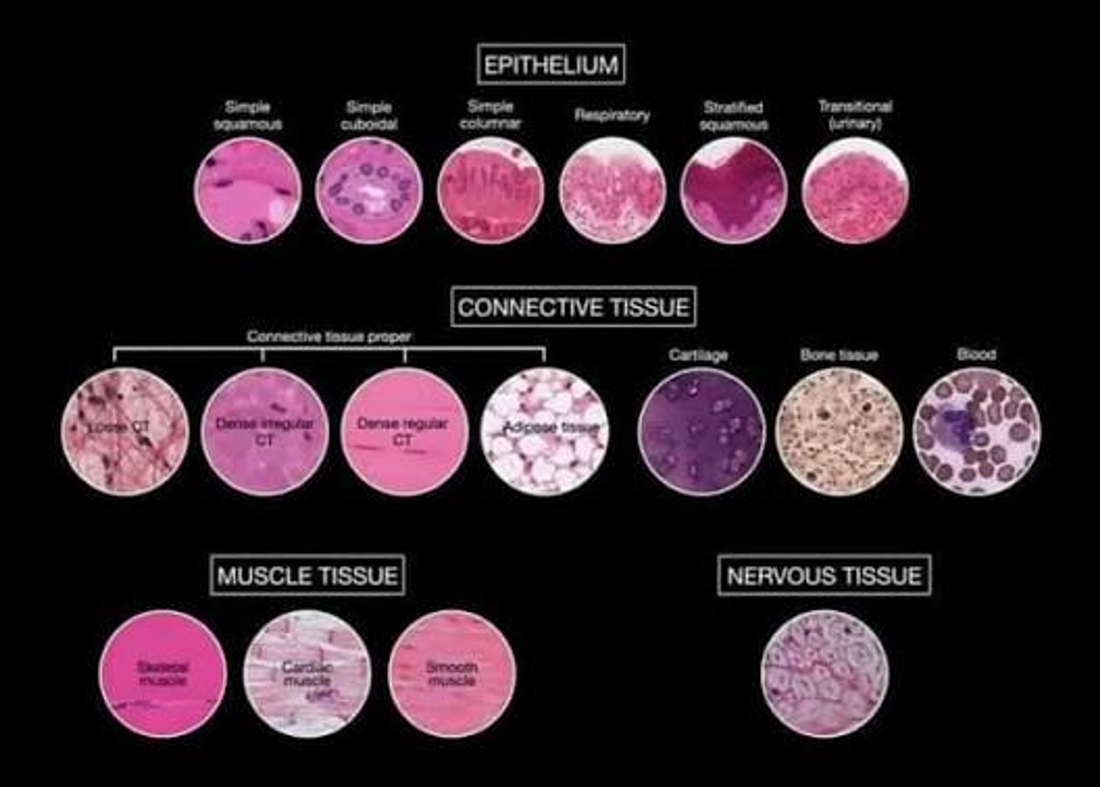 Basic Histology