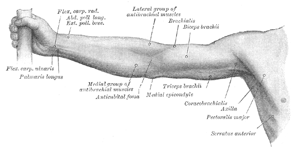 Upper Limb: Gross Anatomy