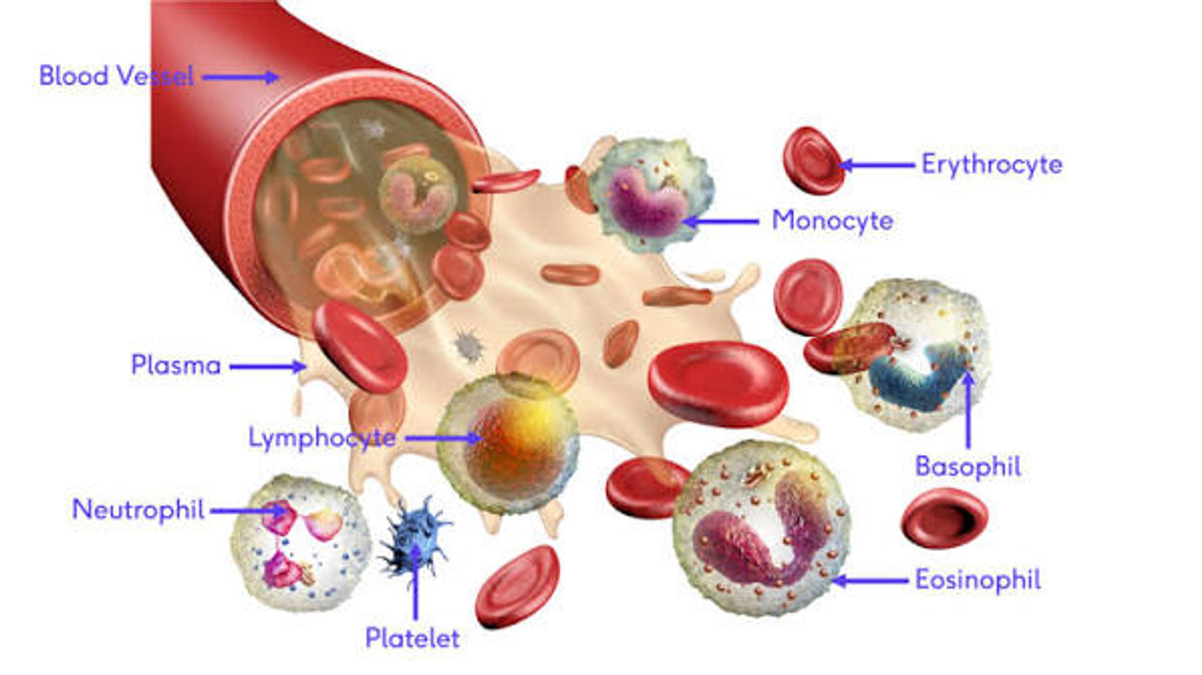 Haematologic Physiology