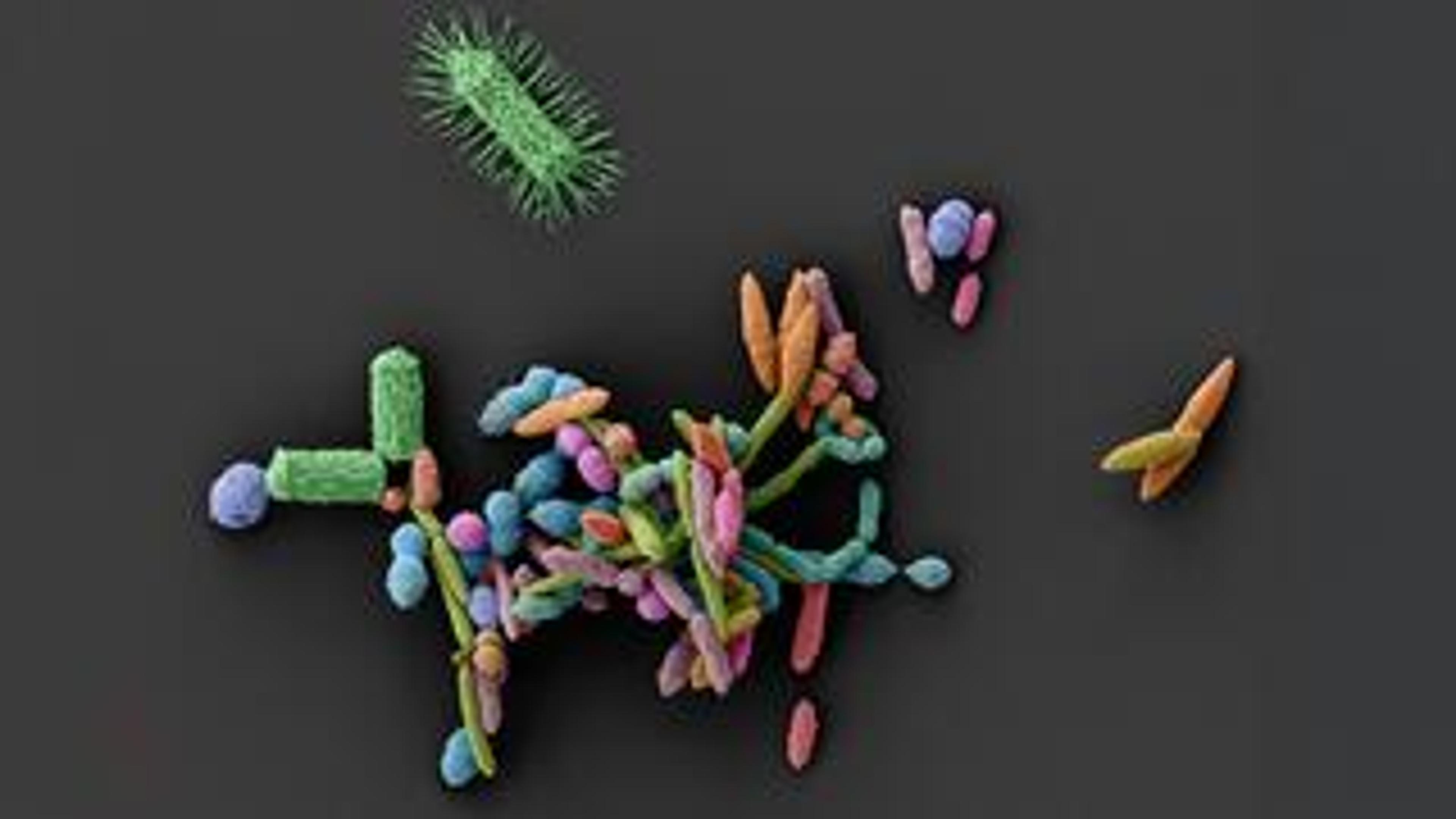 Clinical Microbiology