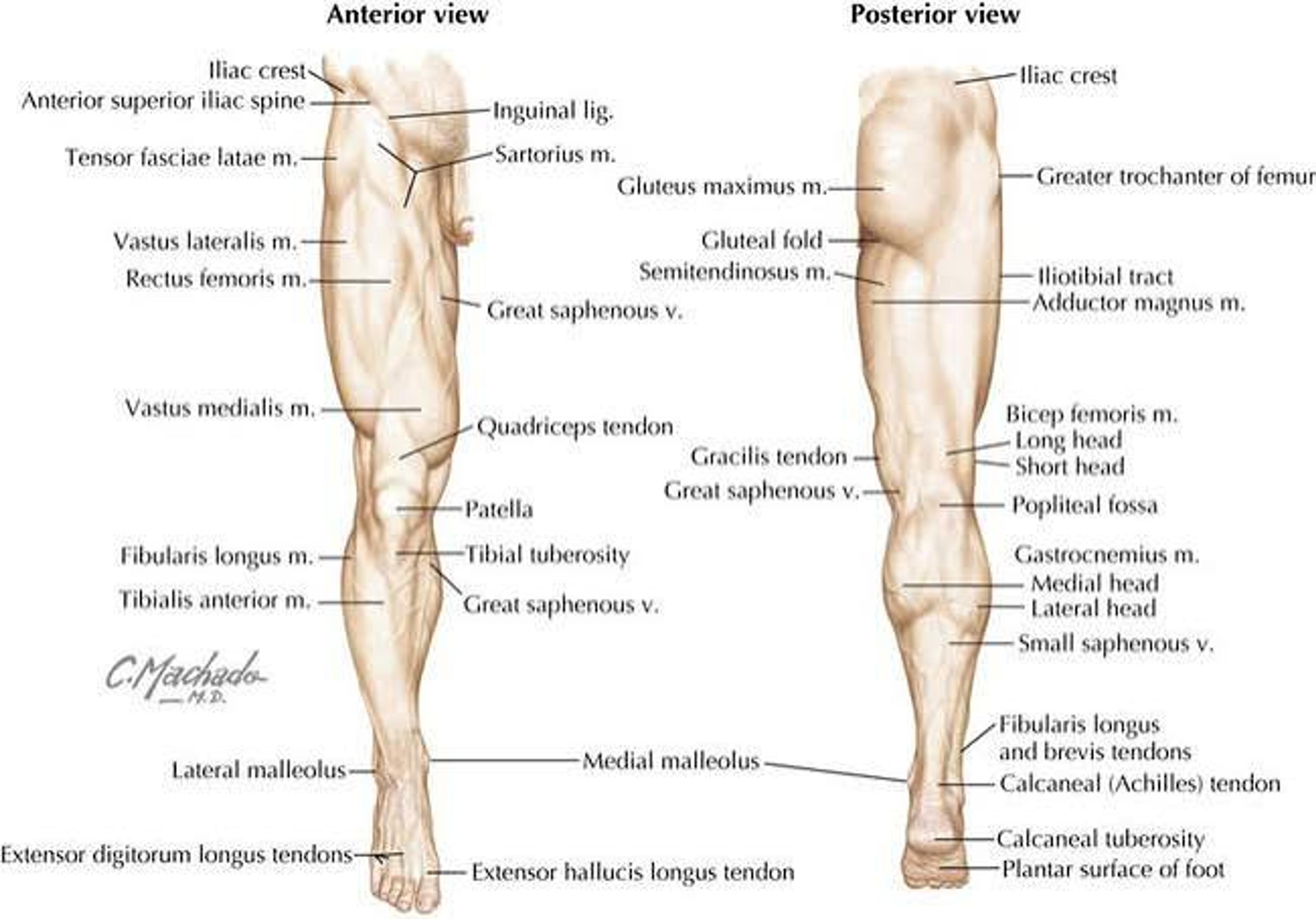 Lower Limb: Gross Anatomy