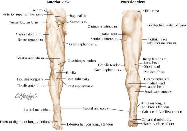 Lower Limb: Gross Anatomy