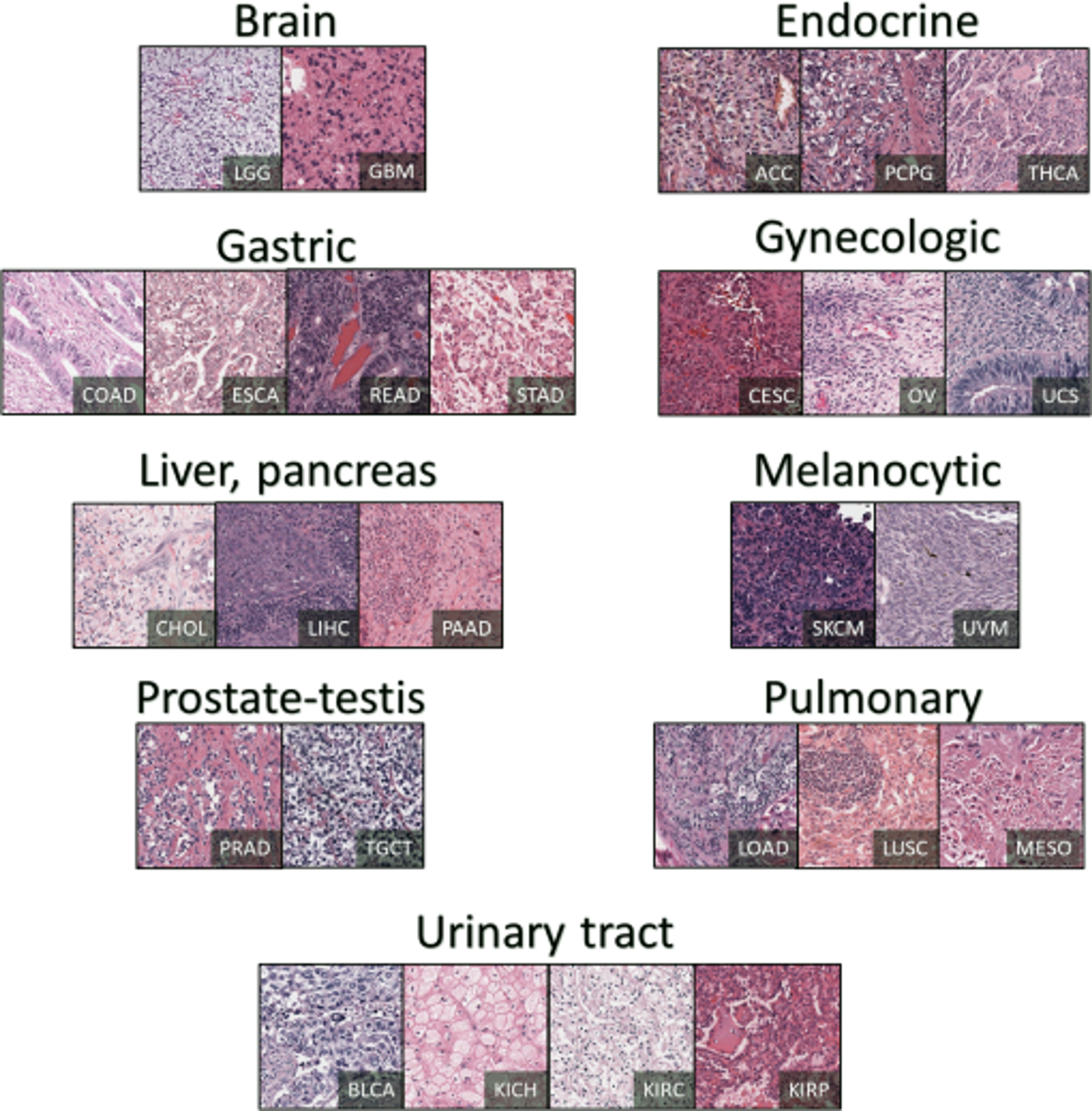 Systemic Histology