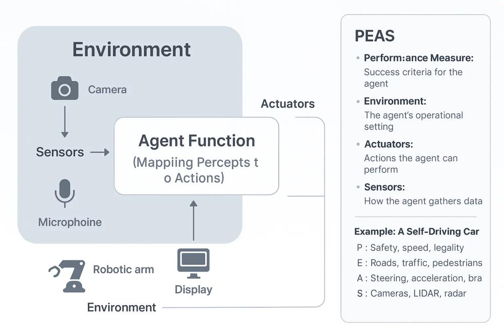 A detailed diagram showing an agent at the center. Arrows pointing inwards from “Environment” labeled “Sensors” (with examples like camera, microphone). Arrows pointing outwards to “Environment” labeled “Actuators” (with examples like robotic arm, display). The agent itself can be labeled “Agent Function (Mapping Percepts to Actions)”. Add a sidebar or callout box explaining PEAS with a clear example like the self-driving car. A detailed diagram showing an agent at the center. Arrows pointing inwards from “Environment” labeled “Sensors” (with examples like camera, microphone). Arrows pointing outwards to “Environment” labeled “Actuators” (with examples like robotic arm, display). The agent itself can be labeled “Agent Function (Mapping Percepts to Actions)”. Add a sidebar or callout box explaining PEAS with a clear example like the self-driving car.