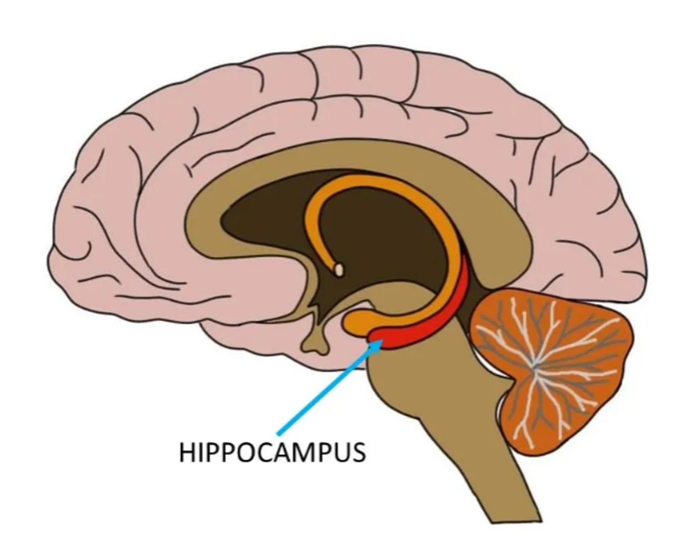 Cross-section diagram of the brain with the hippocampus labelled