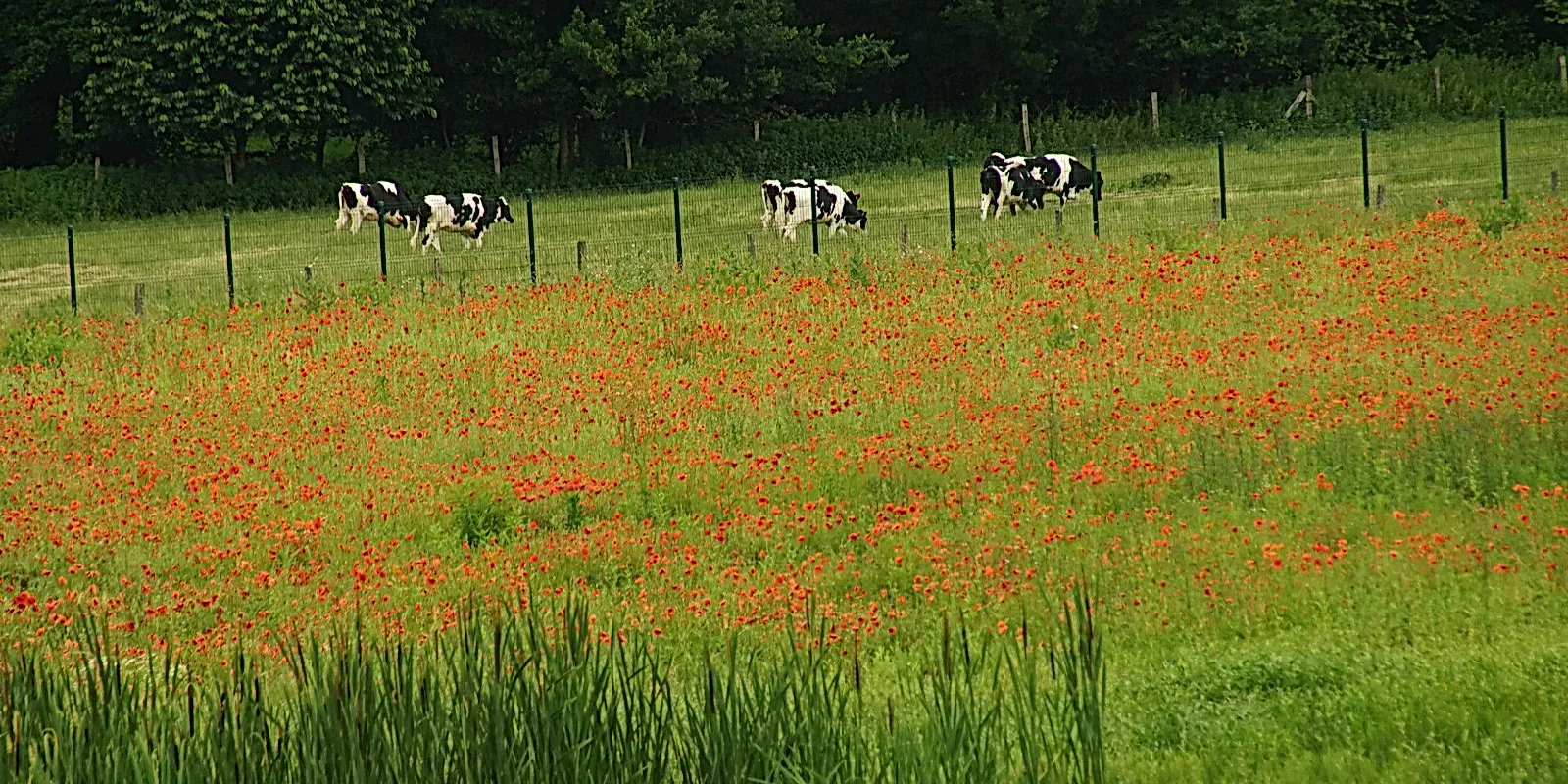 The Brittany dairy farmer