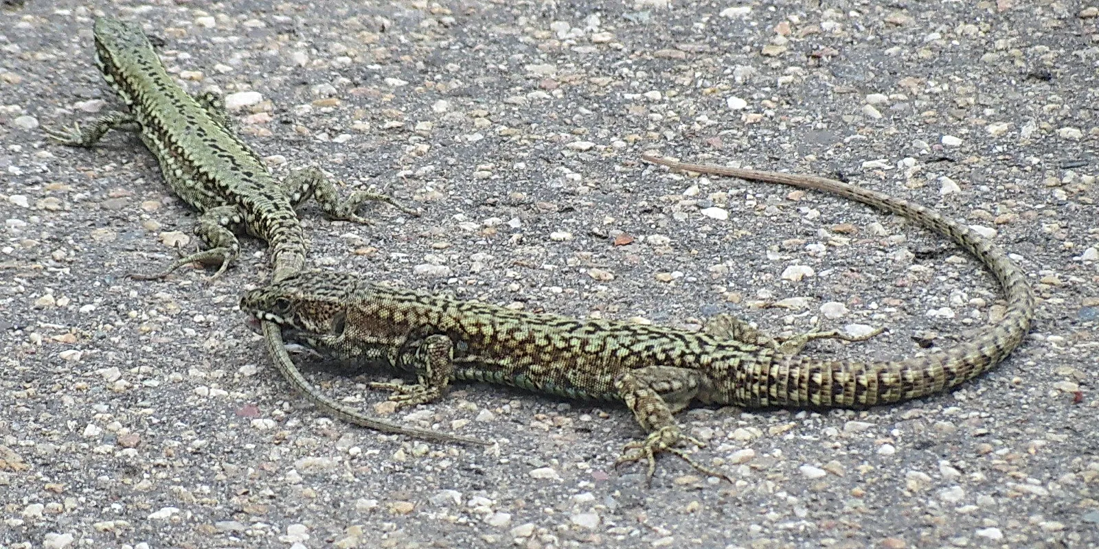 Fighting lizards