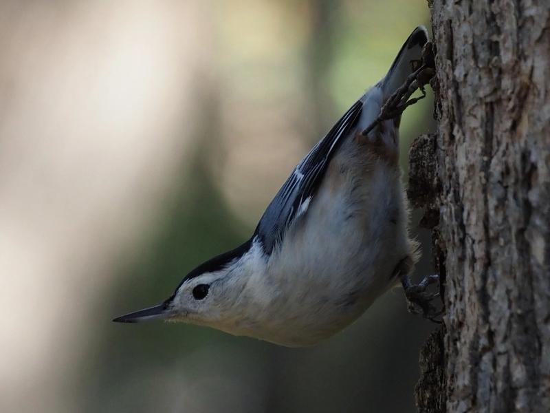 Nuthatch (bird) shown close-up. Bird is walking down trunk of tree with one eye facing the camera. Background is blur of green and brown.