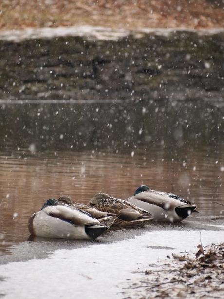 Four ducks sit on shore of river with snow falling.