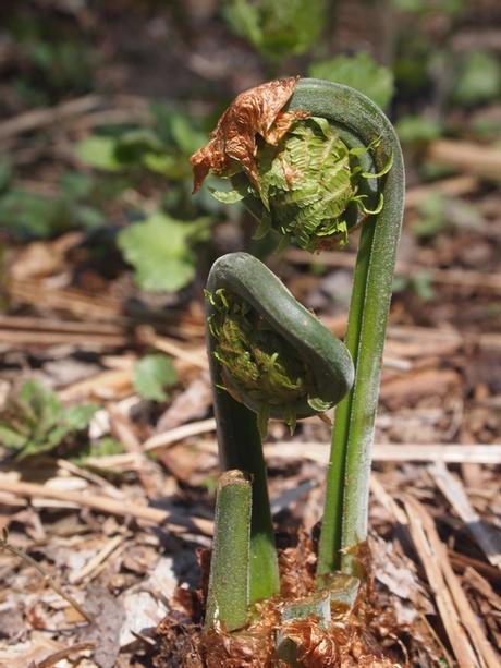 Two fiddlehead ferns emerging from leaf-covered ground. Ferns are dark green and mostly curled up still.