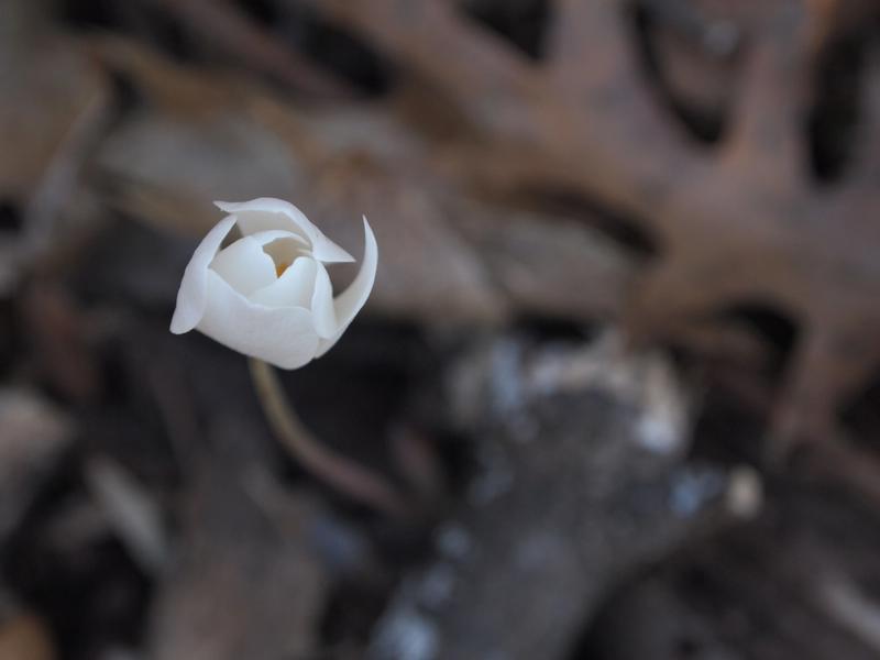 Small white flower with narrow stem and partially-opened petals against blurred background of brown sticks, leaves, and forest floor.