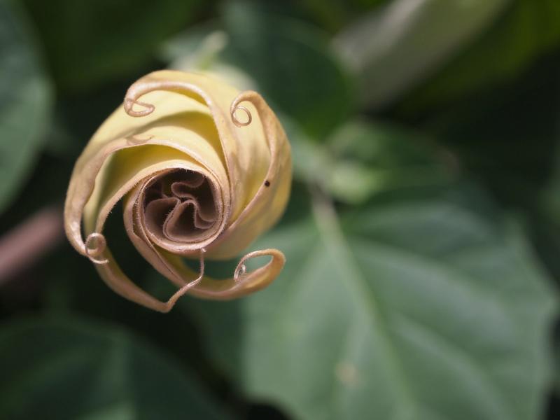 Close-up flower bud unraveling in spiral shape, blurred background of green and brown.