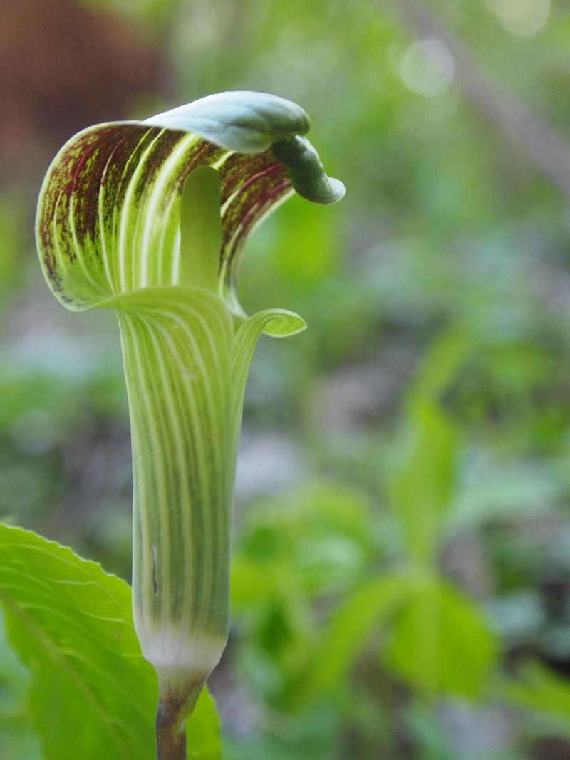 Bright green and brown stripped Jack-in-the-Pulpit plant with 