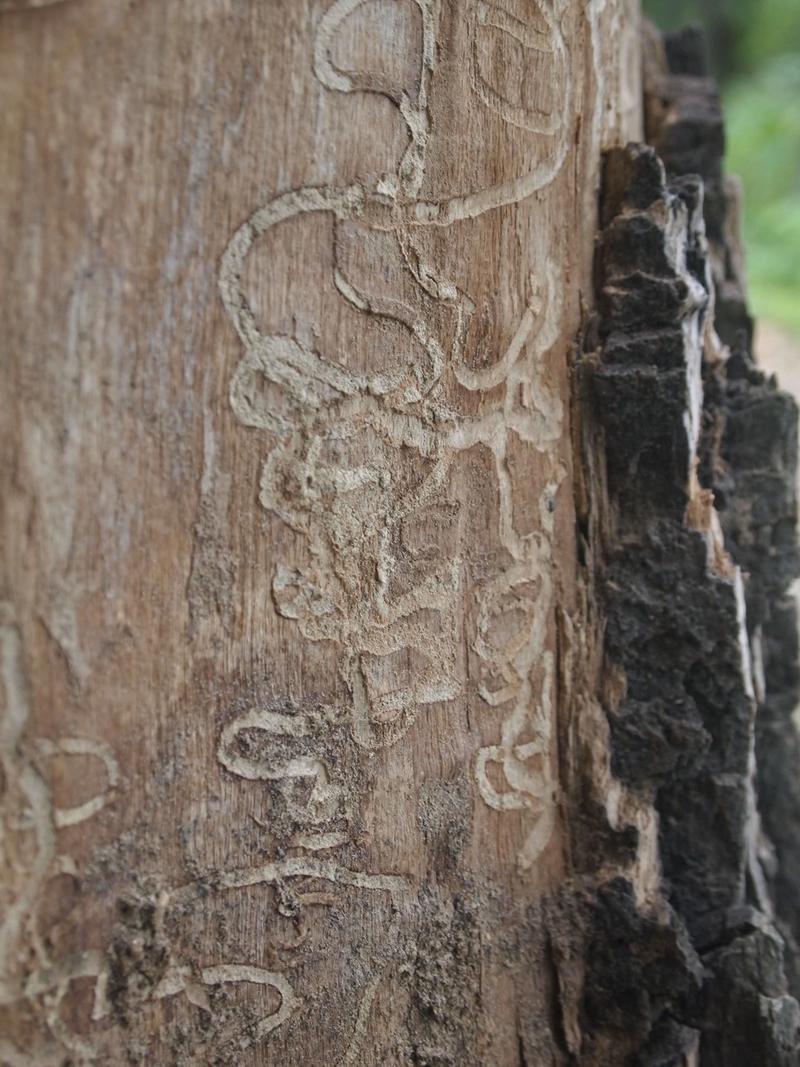 Close-up of tree bark with section of bark removed to show Emerald Ash Borer markings in the wood.