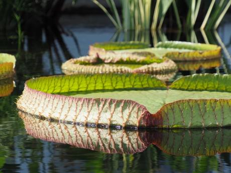 Giant green lily pad with upturned edge covered in spikes resting on flat dark water. Other aquatic vegetation, including other lily pads, in background. 