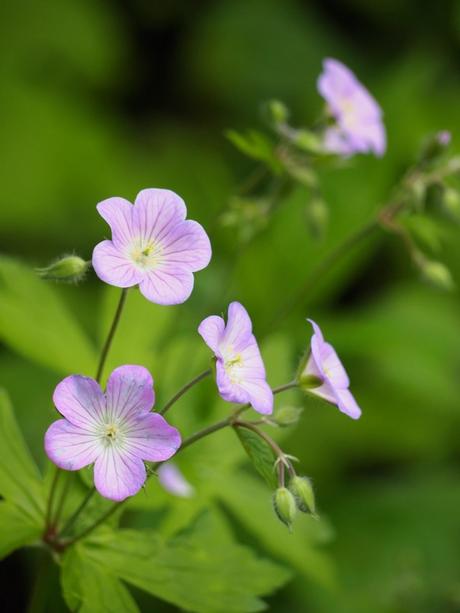 Small purple flowers with leaves and green in background.