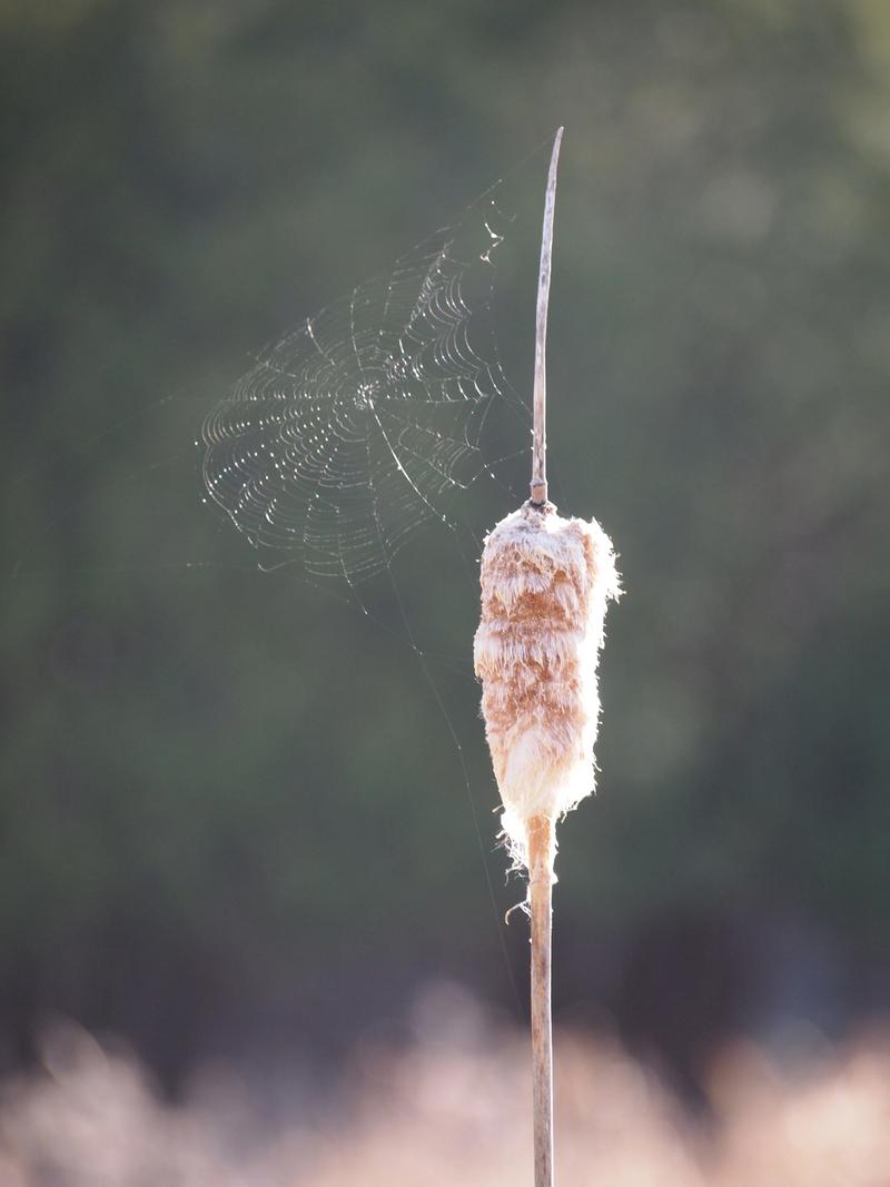 Cattail top with spiderweb build off of tip. Blurred out background of green forest and wetland.