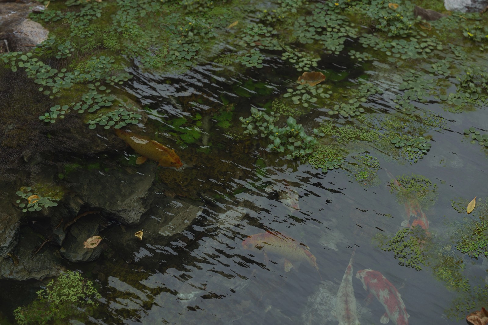 "In the Wood" - by Airstudio 1