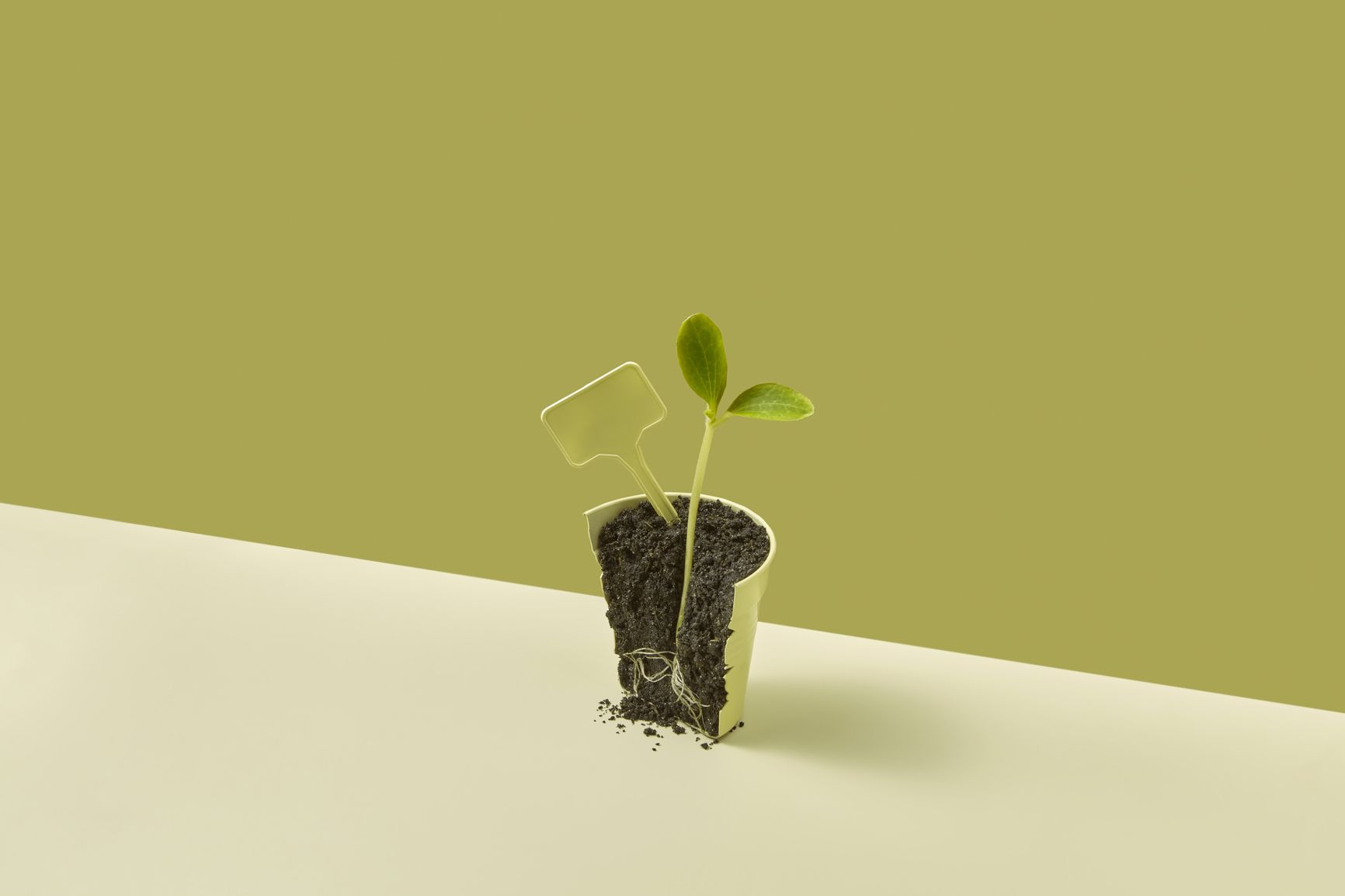 A plant growing inside of a broken flower pot against a green background. 