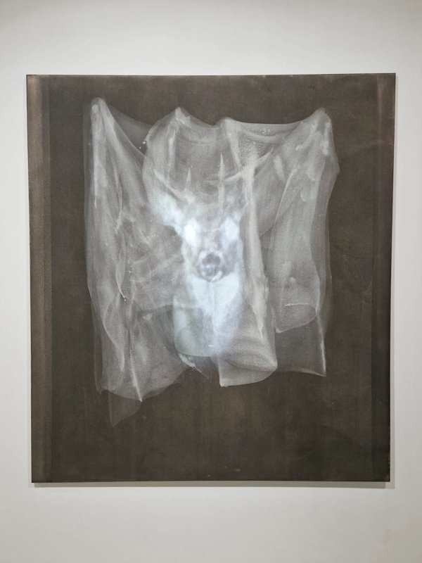 Resurrection (white deer) by Dominik L.
