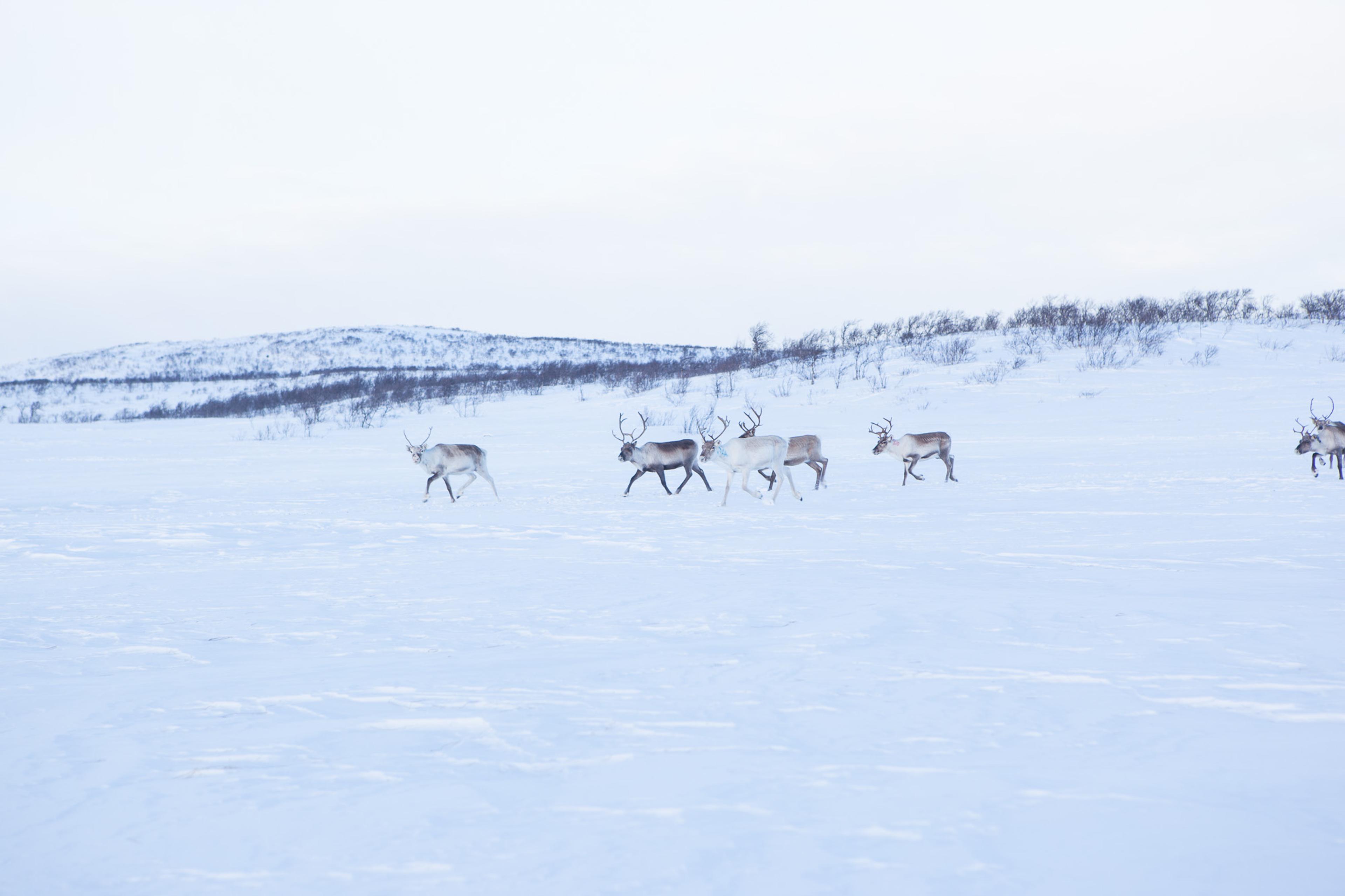 Bilde av rein på vinteren. Foto: Knut Aaserud
