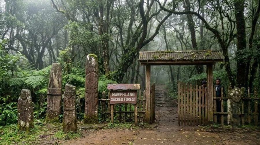 Entrance to Mawphlang Sacred Forest, one of Meghalaya's oldest sacred groves and popular eco-tourism attractions.