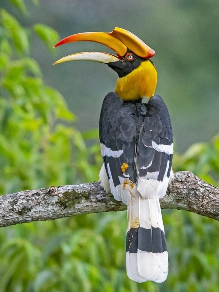 Great Indian Hornbill bird associated with the Hornbill Festival in Nagaland