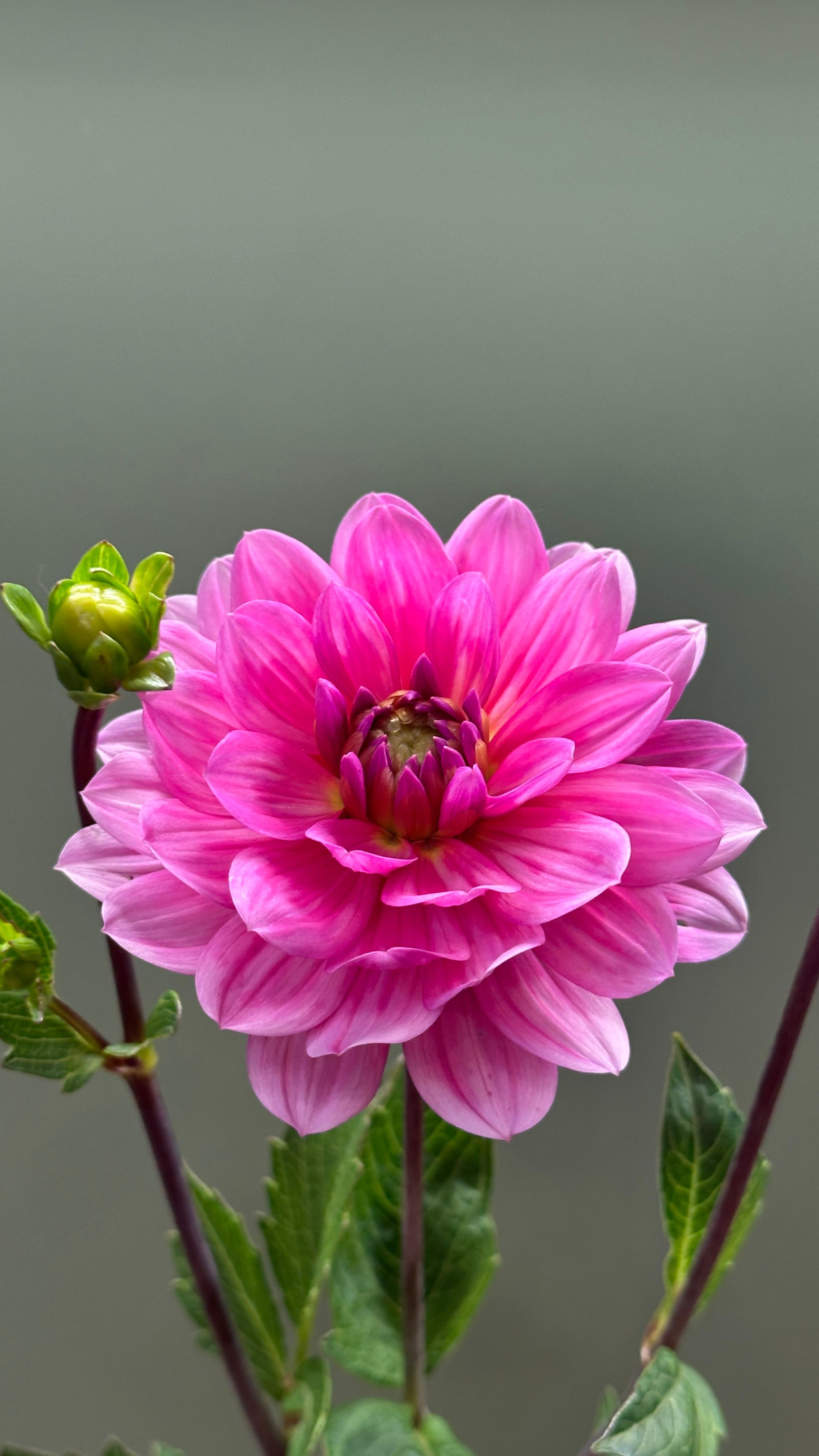 Dalia fioletowa