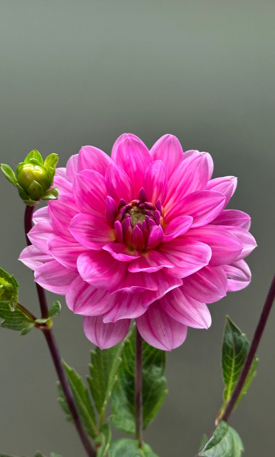 Dalia fioletowa