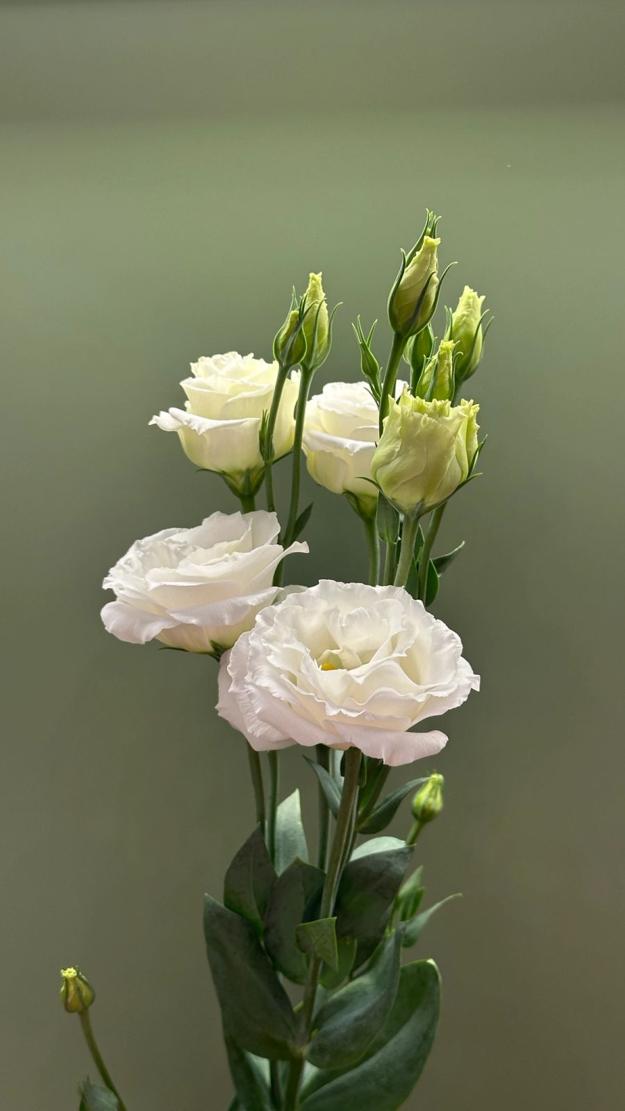 Eustoma biała