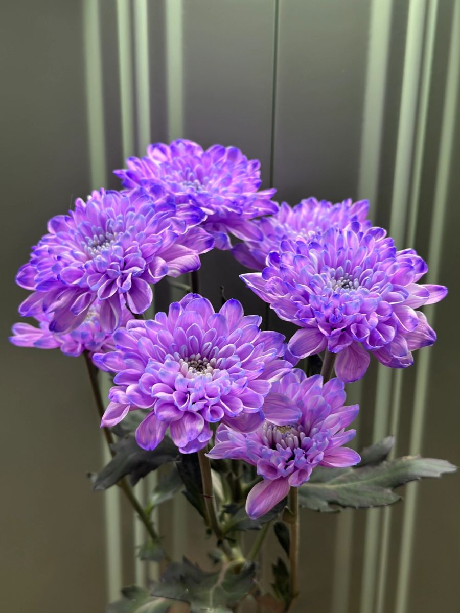 Margaretka fioletowa