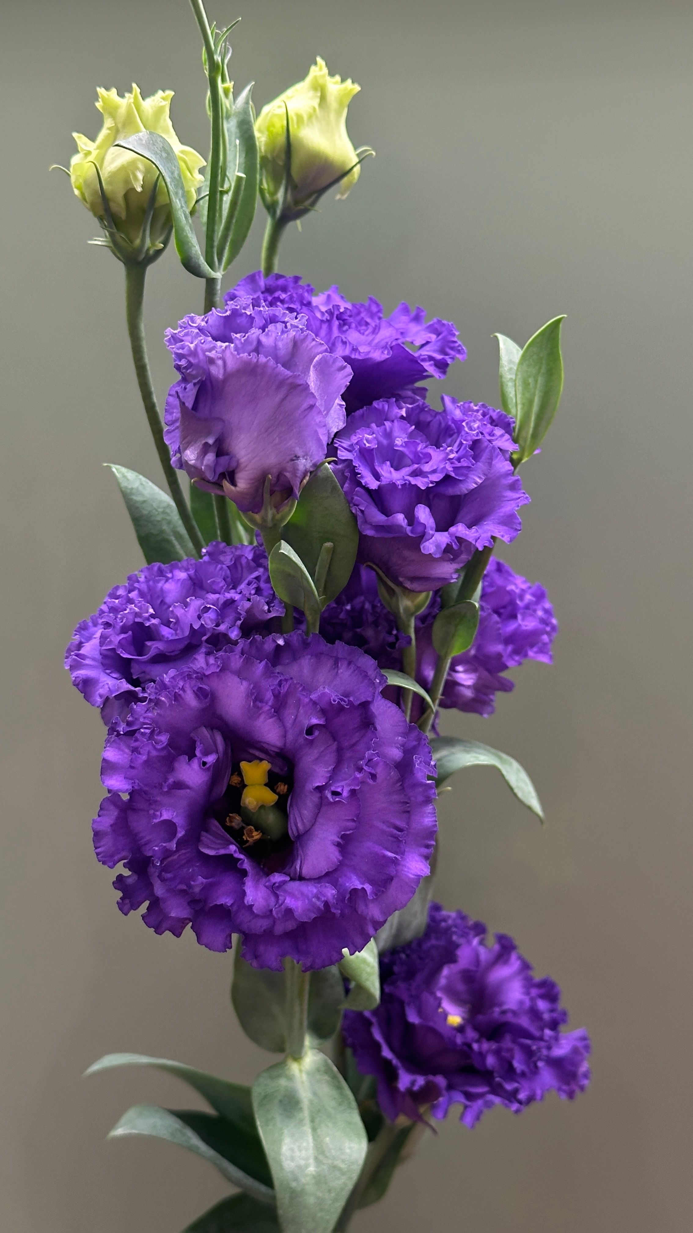 Eustoma - delikatny kwiat o lekko falowanych, miękkich płatkach, przypominający wyglądem niewielką różę. Kwiaty osadzone są na smukłej, rozgałęzionej łodydze, tworząc elegancką i lekką kompozycję.