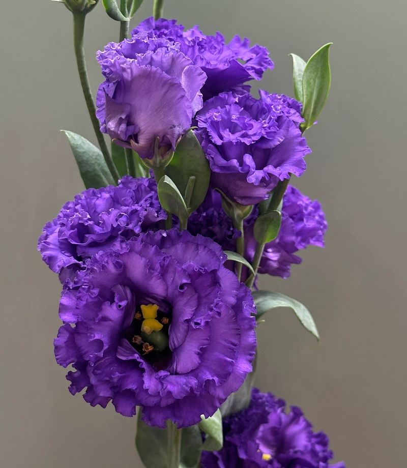 Eustoma - delikatny kwiat o lekko falowanych, miękkich płatkach, przypominający wyglądem niewielką różę. Kwiaty osadzone są na smukłej, rozgałęzionej łodydze, tworząc elegancką i lekką kompozycję.