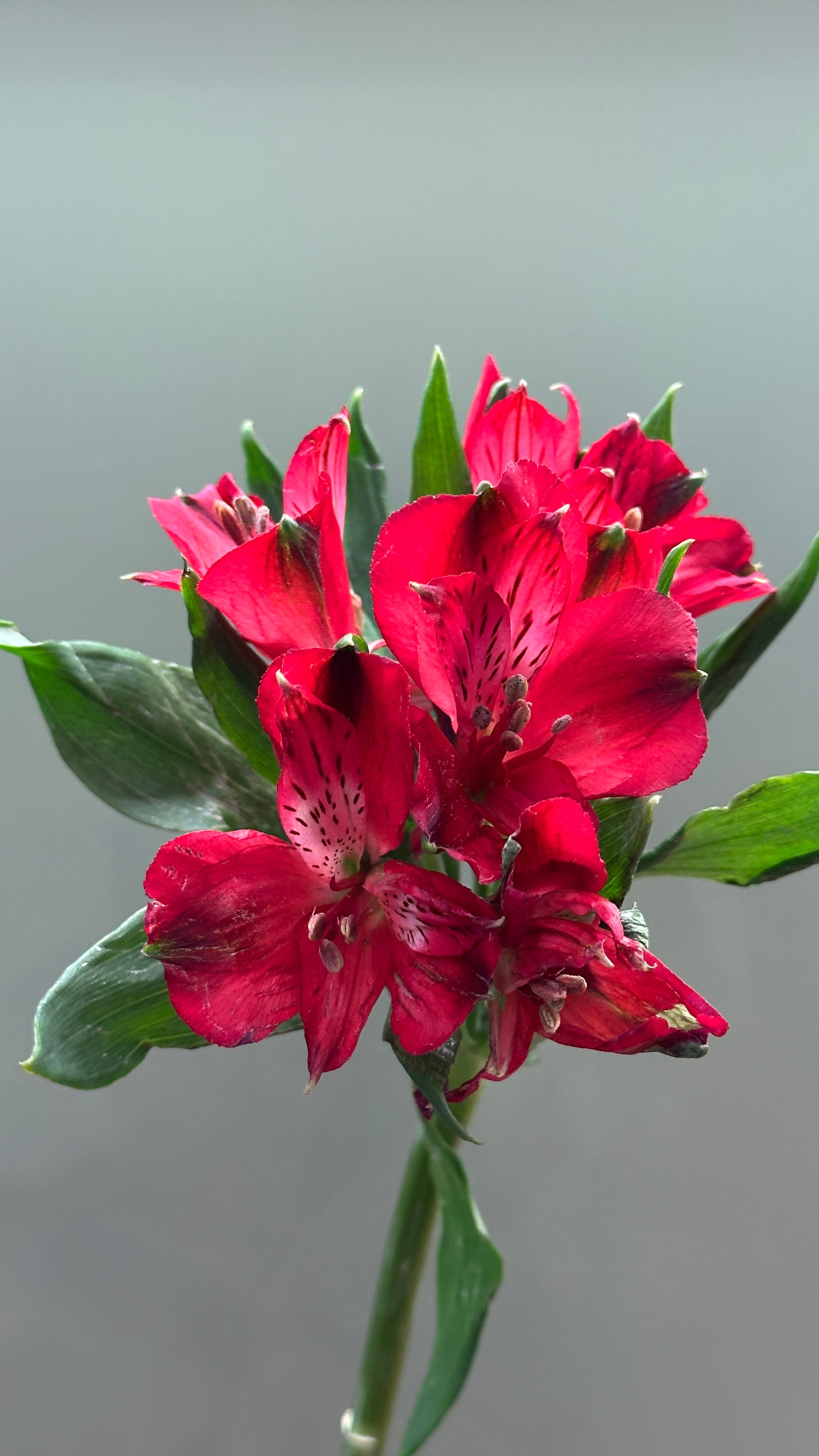 Alstromeria - drobne kwiaty na zielonej, smukłej łodydze.