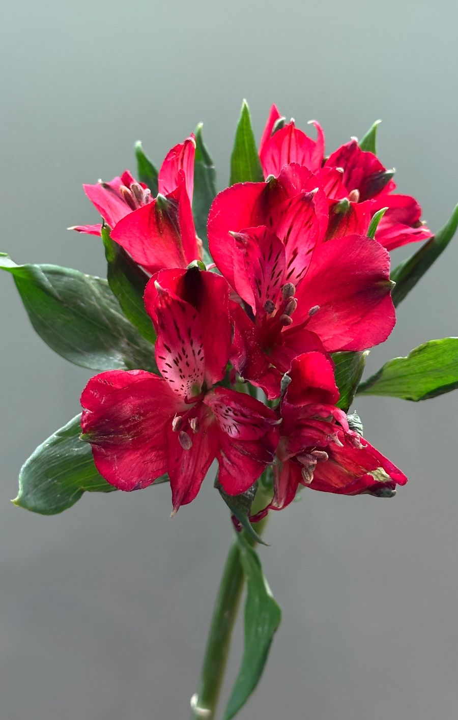 Alstromeria - drobne kwiaty na zielonej, smukłej łodydze.