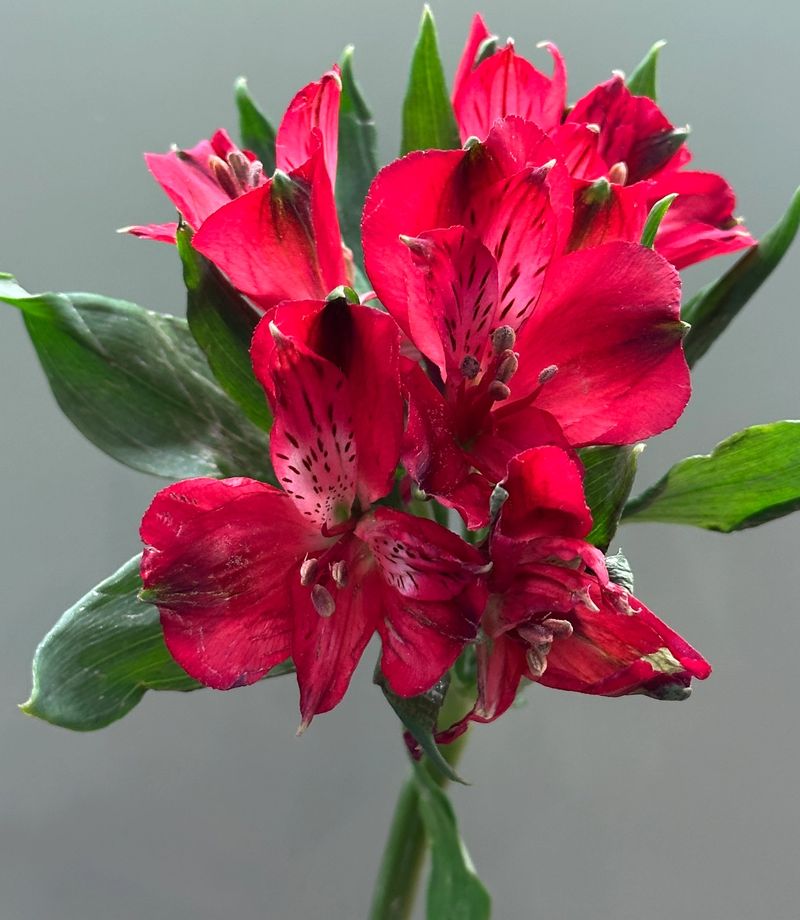 Alstromeria - drobne kwiaty na zielonej, smukłej łodydze.
