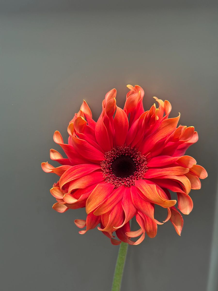 Gerbera pomarańczowa ognista strzępiasta
