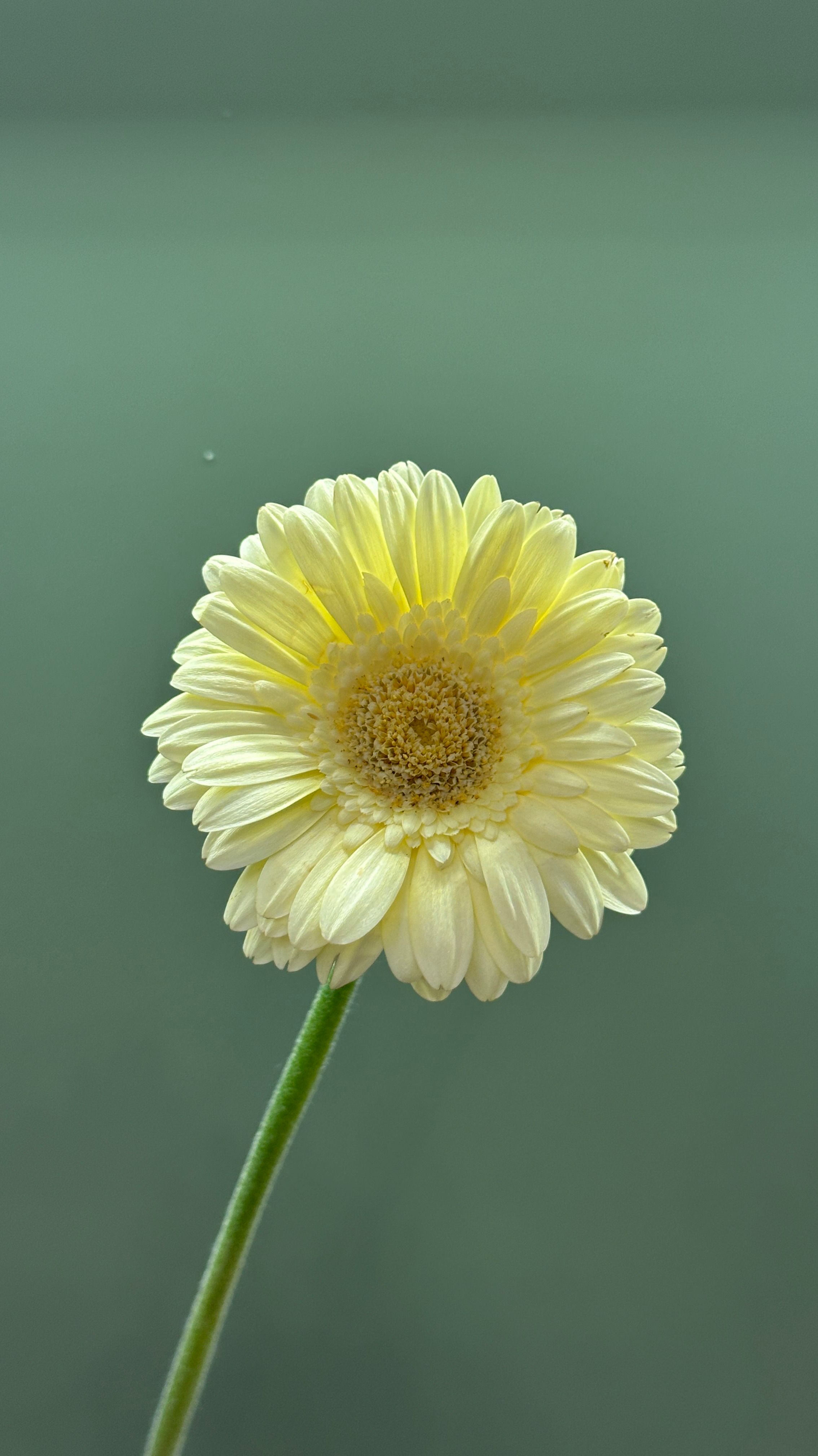 Gerbera mini - mniejszy, kolorowy kwiat na smukłej łodydze.