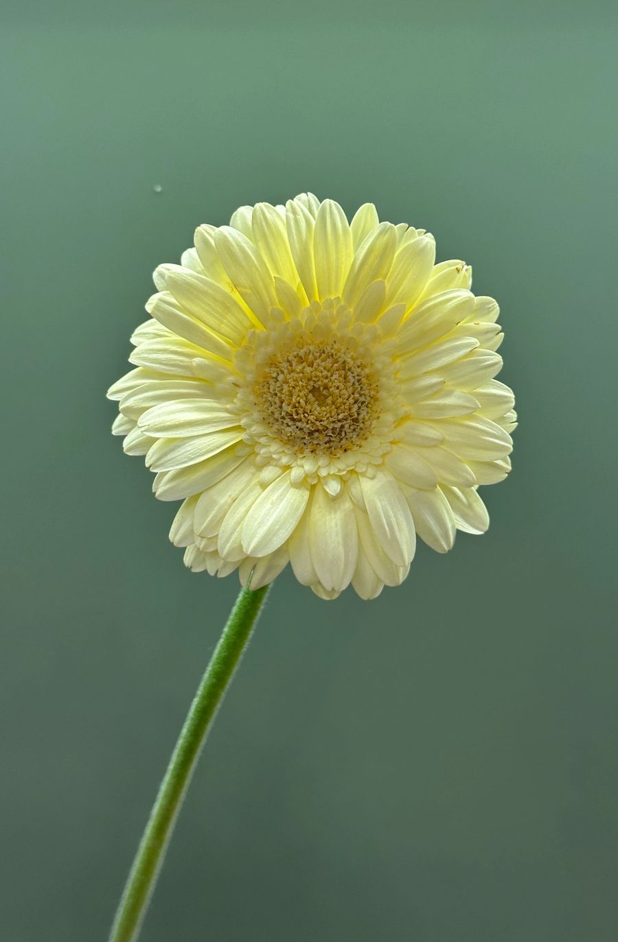 Gerbera mini - mniejszy, kolorowy kwiat na smukłej łodydze.