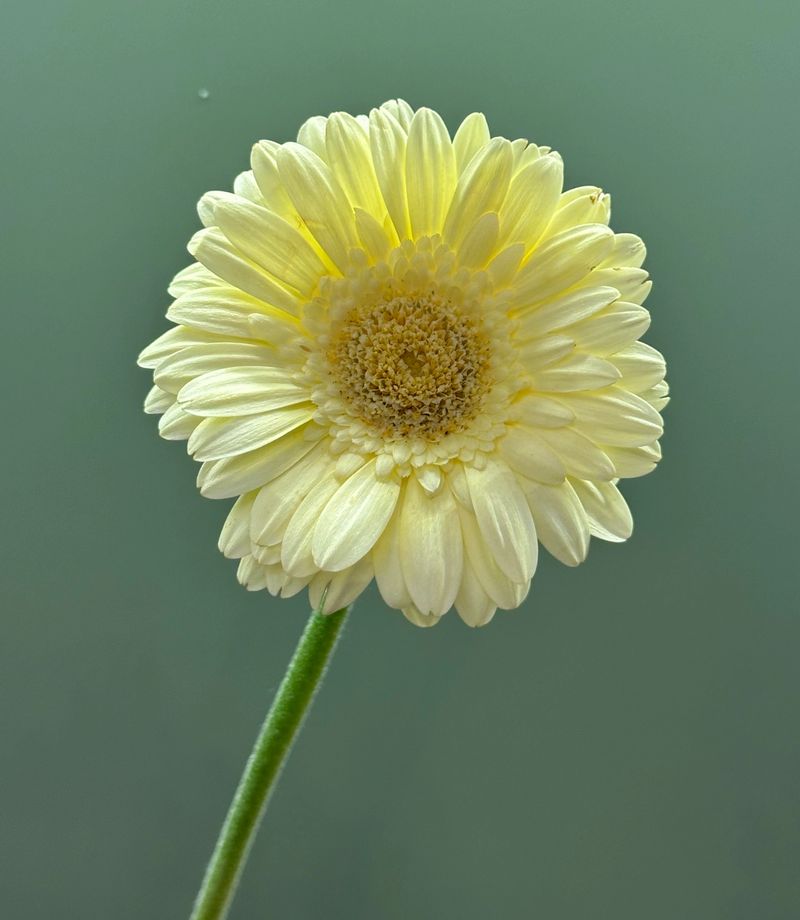 Gerbera mini - mniejszy, kolorowy kwiat na smukłej łodydze.
