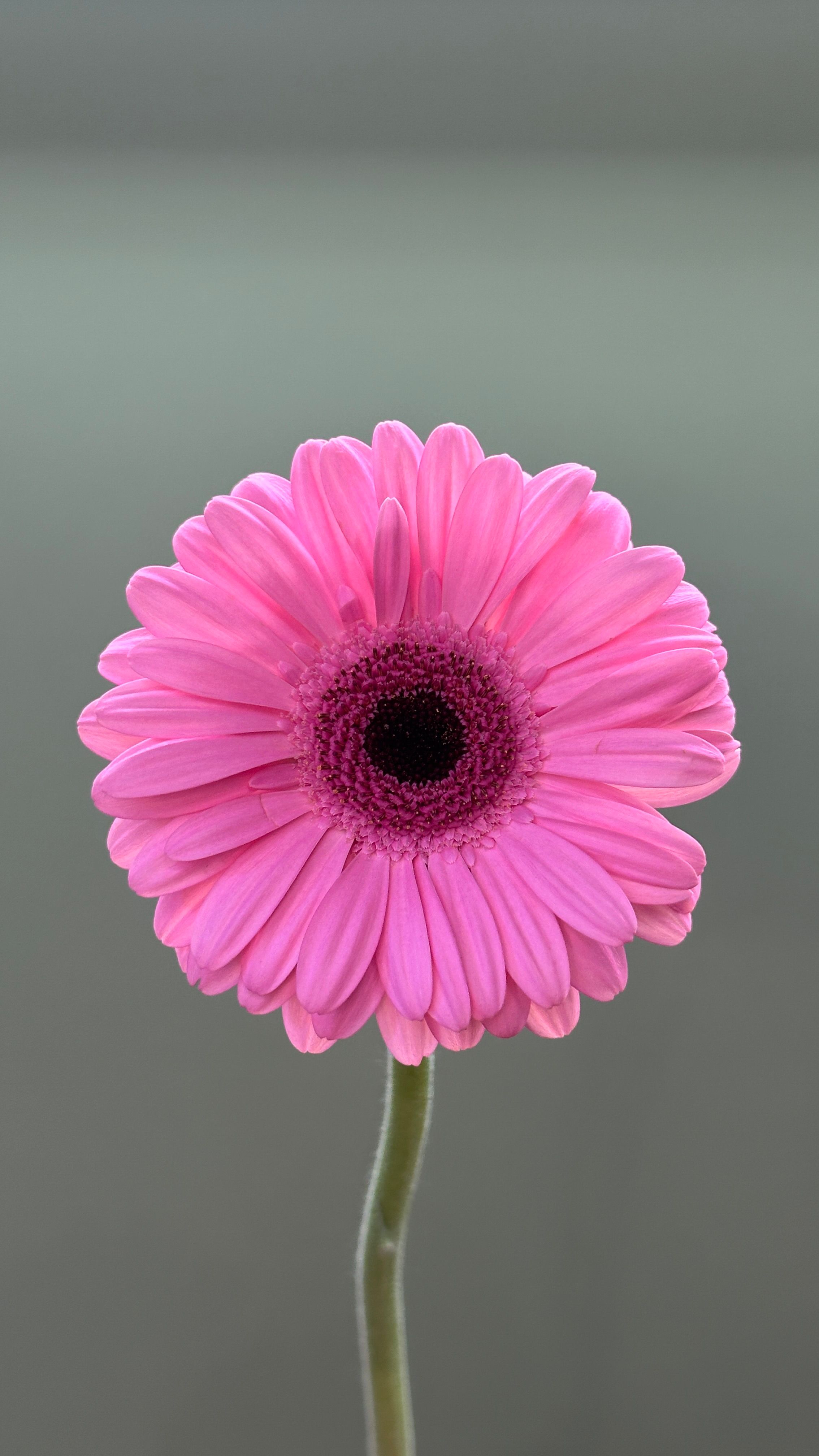 Gerbera mini różowa