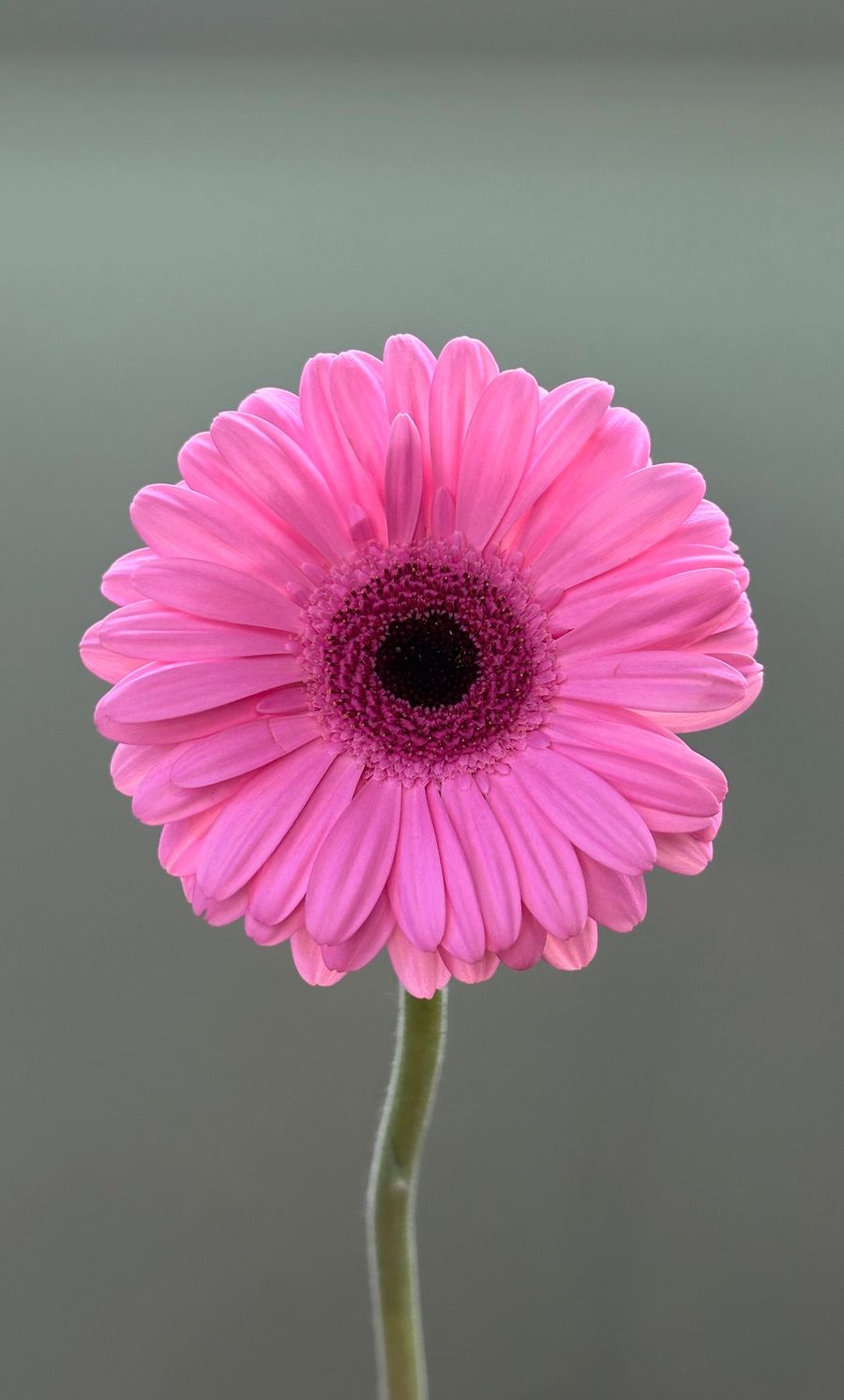 Gerbera mini różowa
