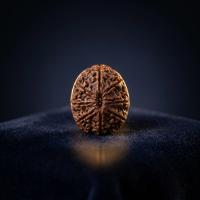 Shiva's Crown — 1 Mukhi