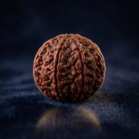 Rudra's Seven — 7 Mukhi
