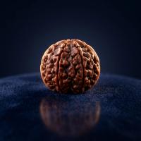 Original 5 Mukhi