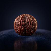 Shiva's Trinity Jewel — 3 Mukhi