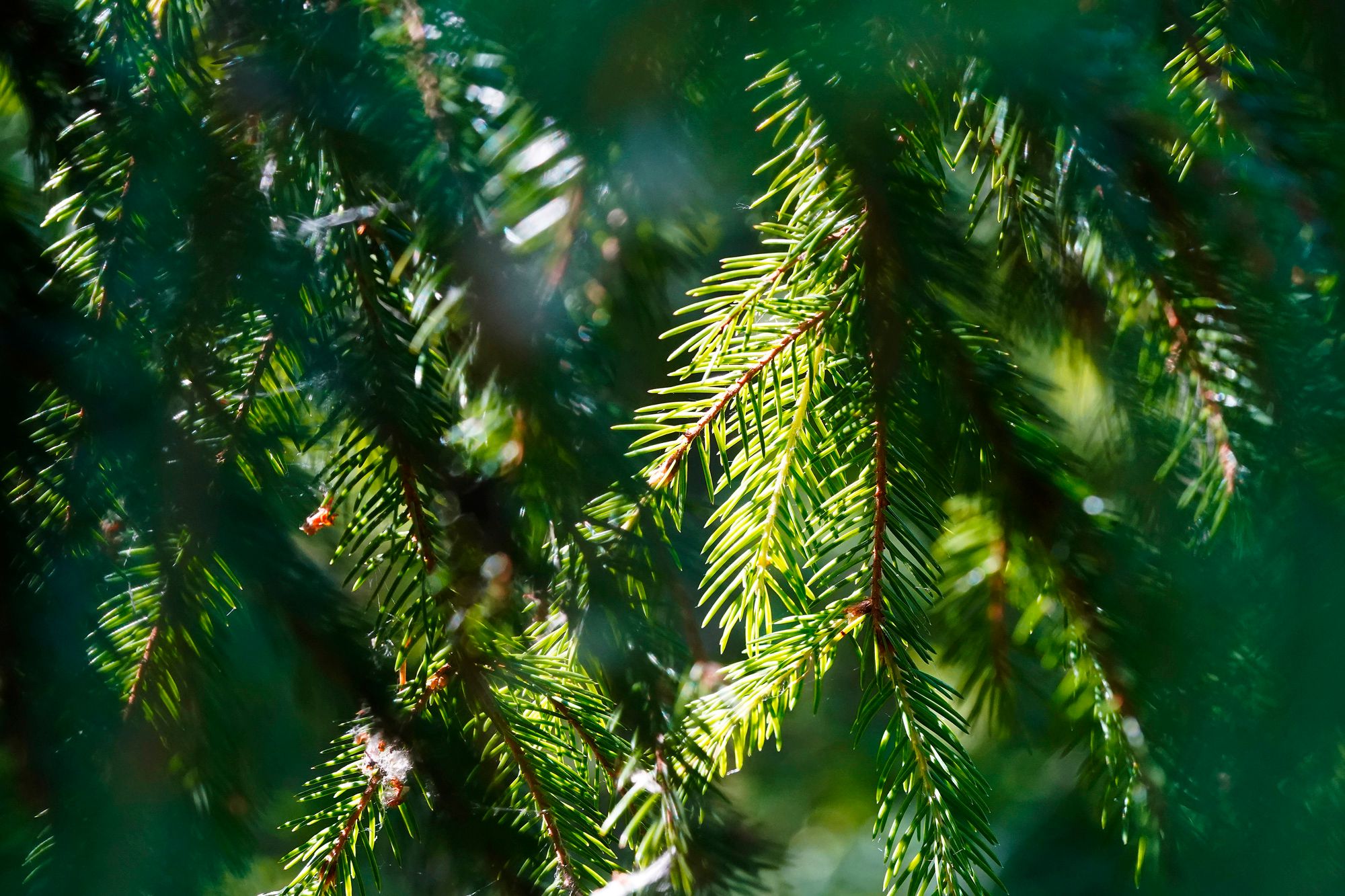Metsä Group karsii hakkuuyrittäjiä, tukkipula pitää hinnat tapissa — image 1