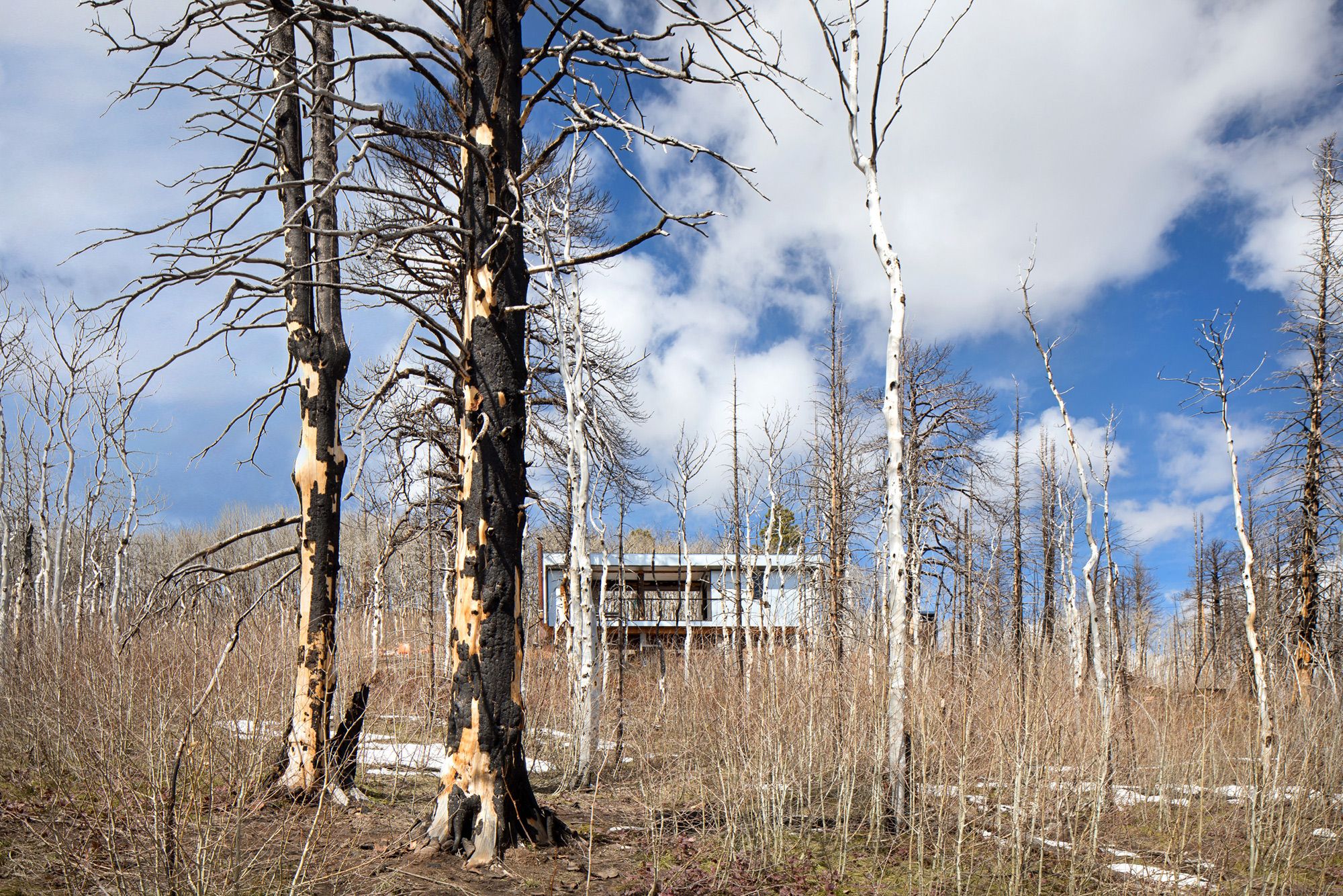A low-angle landscape shot of a dense forest of fire-damaged and bare birch trees, with a small glimpse of the modern, white-paneled cabin visible in the distance among the stark, vertical tree trunks and patches of snow on the ground.