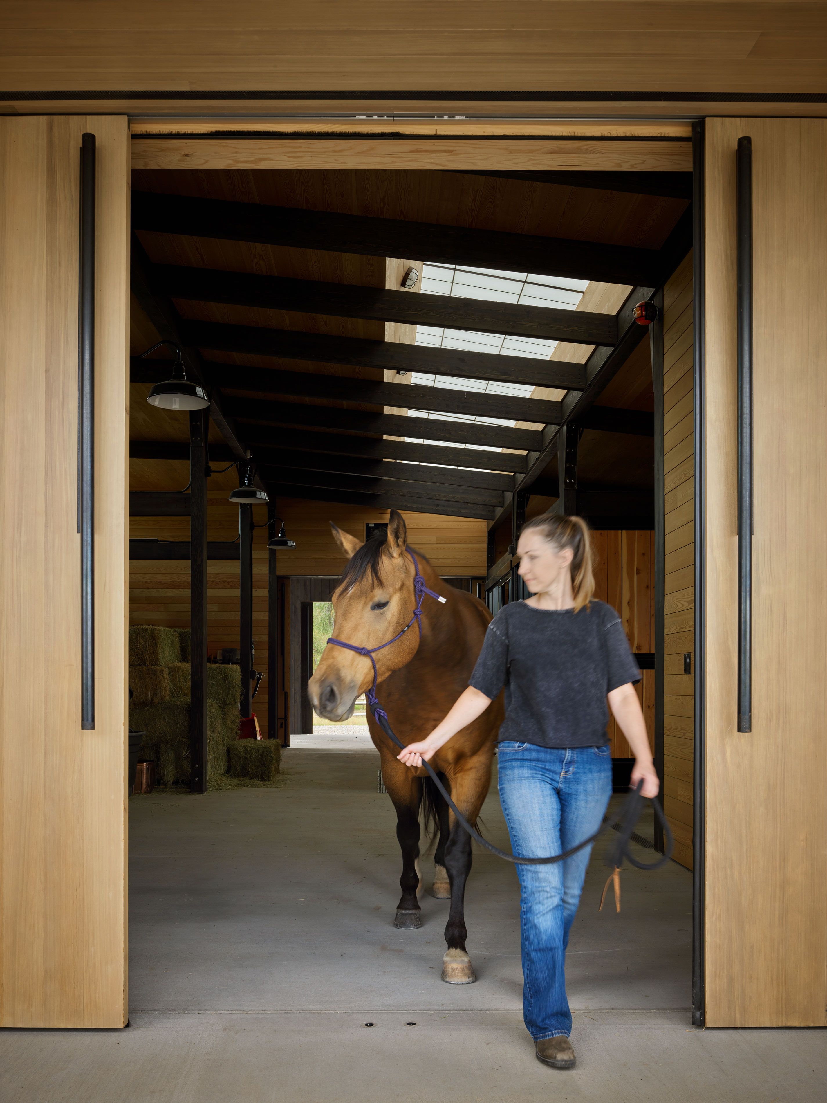 Young woman wearing jeans leading a brown horse with a purple halter out of a modern barn. The interior features light wood walls, dark exposed beams, skylights, and visible hay bales.